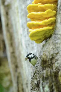 Southern Germany Nature Views Impressions: Tit looking curiously out of a tree