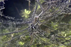 Amphibian Reproduction Impressions: Toad spawn