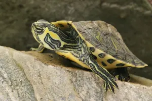 Aquarium Animals Impressions: Tortoise (Trachemys scripta scripta)