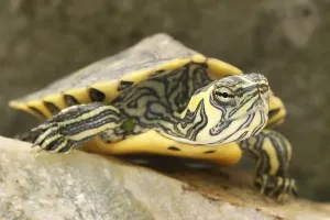 Aquarium Animals Impressions: Tortoise (Trachemys scripta scripta)