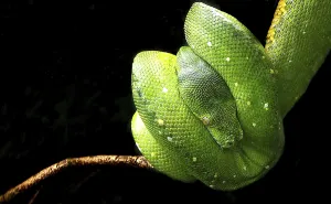 Constrictor Snake Species Impressions: Tree python hanging on the branch