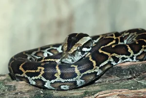 Impression encadrée : Jeune python indien birman (Python molurus bivittatus). Impression encadrée : Jeune python indien birman (Python molurus bivittatus).