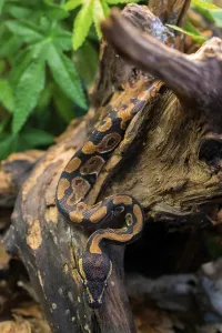 Natural Environment Wildlife Photo Impressions: Young python on tree in jungle