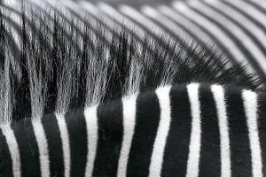 Zebra Crossing Impressions: Zebra backs