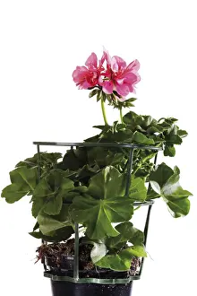 Studio Flower Shot Impressions: Potted Geranium