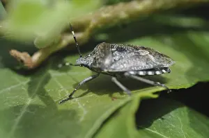 Insect Pest Control Impressions: Predatory bug, bug, insect, pest