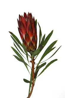 South African Flora Impressions: Protea