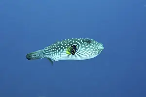 Images datées du 9 août 2024: White spotted pufferfish print