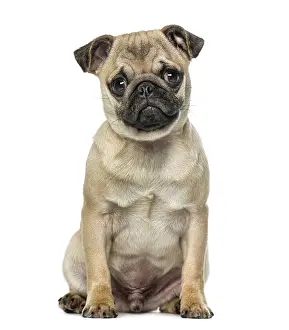 Isolated White Background Dog Impressions: Pug
