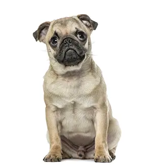 Purebred Puppy Impressions: Pug