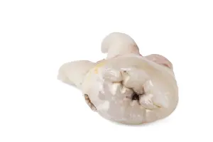 Bright Light Photography Impressions: Pulled wisdom tooth, tooth, carious