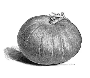 Pumpkin Nutrition Facts Impressions: Pumpkin