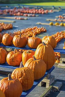 Agricultural Landscape Shots Impressions: Pumpkin