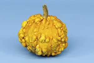 Decorative Gourd Impressions: Pumpkin Frederic / (Cucurbita spec)