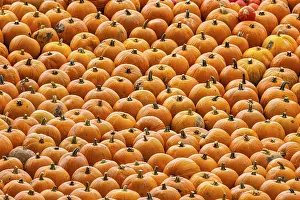 Vegetable Garden Images Impressions: Pumpkins