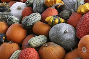 Decorative Gourds Impressions: Pumpkins