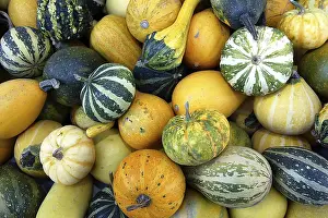 Ornamental Gourds Impressions: Pumpkins