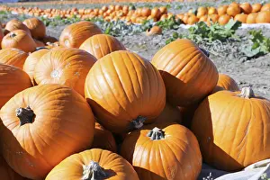 Deserted Pumpkin Patch Impressions: Pumpkins, pumpkin patch
