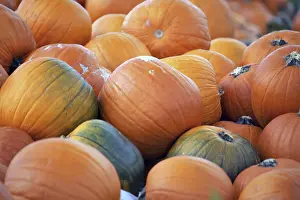 Pumpkin Patch Impressions: Pumpkins, pumpkin patch