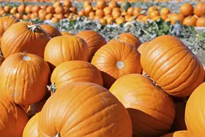 Pumpkin Patch Impressions: Pumpkins, pumpkin patch