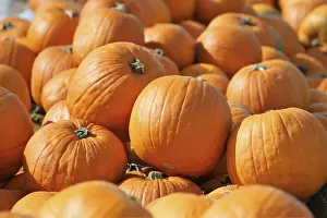 Festive Autumn Atmosphere Impressions: Pumpkins, pumpkin patch