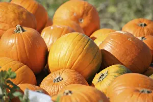 Pumpkin Patch Impressions: Pumpkins, pumpkin patch