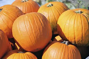 Pumpkin Patch Impressions: Pumpkins, pumpkin patch