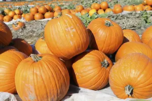 Pumpkin Patch Impressions: Pumpkins, pumpkin patch