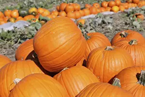 Autumn Mood Landscape Impressions: Pumpkins, pumpkin patch