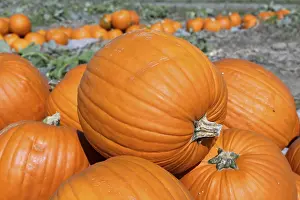 Autumnal Atmosphere Landscape Impressions: Pumpkins, pumpkin patch