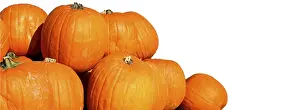 Autumn Panorama Impressions: Pumpkins with space for text