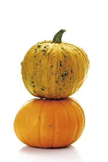 Vegetable Photography Studio Impressions: Pumpkins, squashes, marrows (Cucurbita)