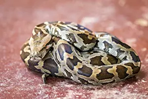 Scaled Reptile Habitat Impressions: Python on a reddish ground, showing itself coiled with a distinctive pattern