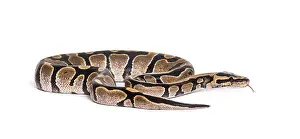 Royal Python Impressions: Python regius, against white background