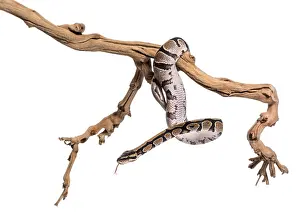 White Studio Background Wildlife Impressions: Python regius, against white background