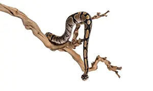 Python regius, against white background