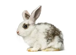 Isolated Animal Image Impressions: Rabbit