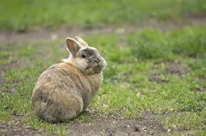 Easter Bunny Impressions: Rabbit (cuniculus), grass, Easter bunny