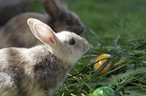Colourful Easter Eggs Impressions: Rabbit (cuniculus), portrait, Easter