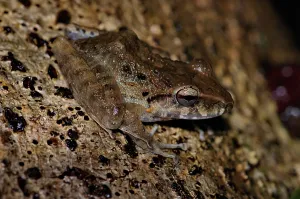 Holarctic True Frogs Images Impressions: Rain frog