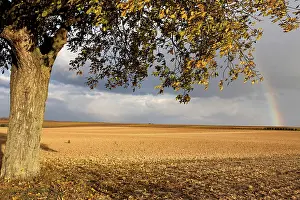 Deciduous Tree Landscape Impressions: Rainbow