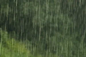 Rainy Forest Landscape Impressions: Raindrops falling