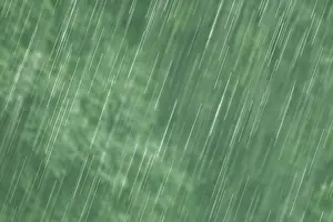 Rainy Forest Landscape Impressions: Raindrops falling