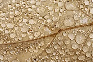 Dew Drops On Leaves Impressions: Raindrops on a leaf