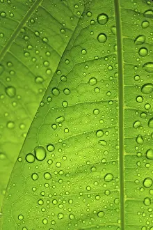 Uninhabited Landscapes Impressions: Raindrops on leaf