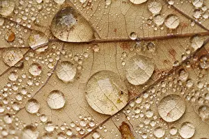 Autumn Leaf Impressions: Raindrops on a leaf