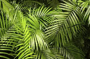 Rainforest Landscape Impressions: Rainforest