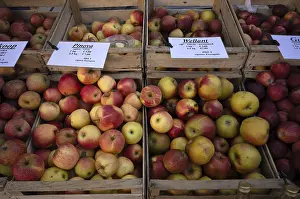 Apple Varieties Impressions: Range of different types of apples
