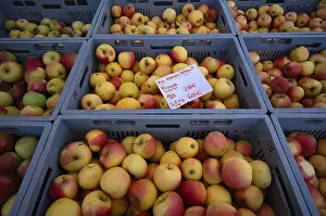 Apple Varieties Impressions: Range of different types of apples