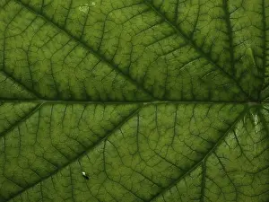 Deserted Outdoor Scene Impressions: Top side of a raspberry leaf
